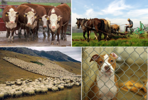 livestock farming